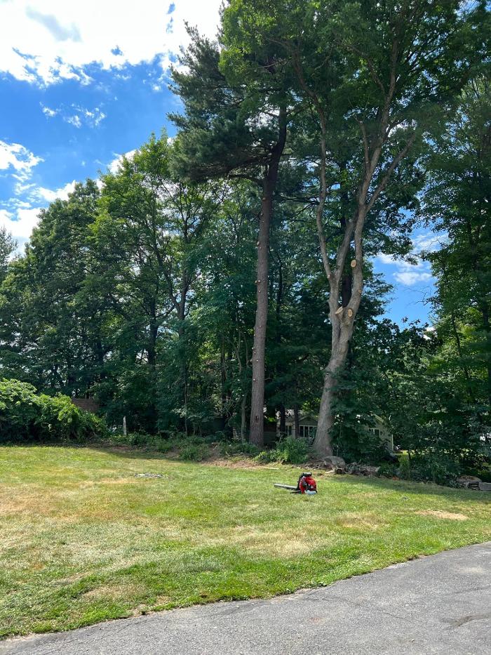 Precision Tree and Landscape, LLC - Hudson, MA