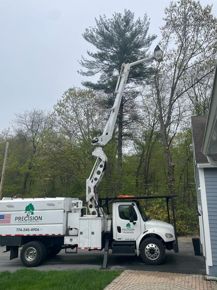 Precision Tree and Landscape, LLC Image