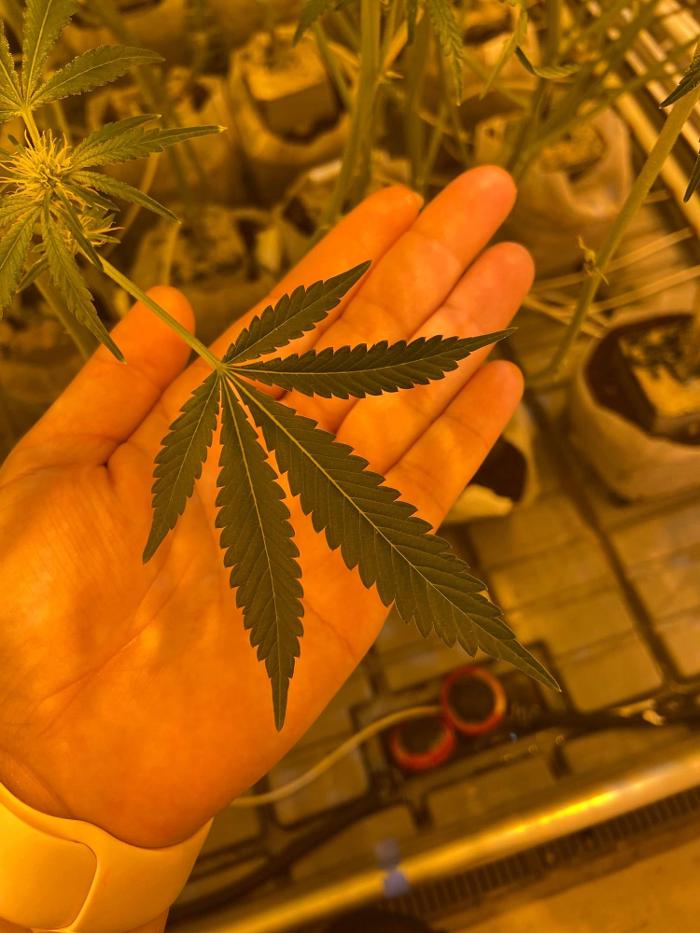 Mint Cannabis - Coldwater - Coldwater, MI