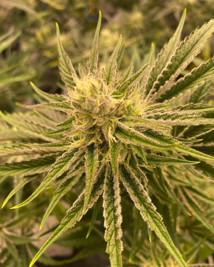 Mint Cannabis - Coldwater - Coldwater, MI