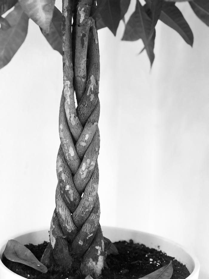 Blank Barbers Cherry Creek Image