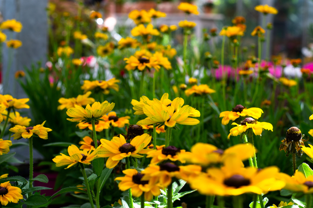 Geschwind Dietmar Gärtnerei Friedhofsgärtnerei Blumen, Müsgesauel in Schleiden