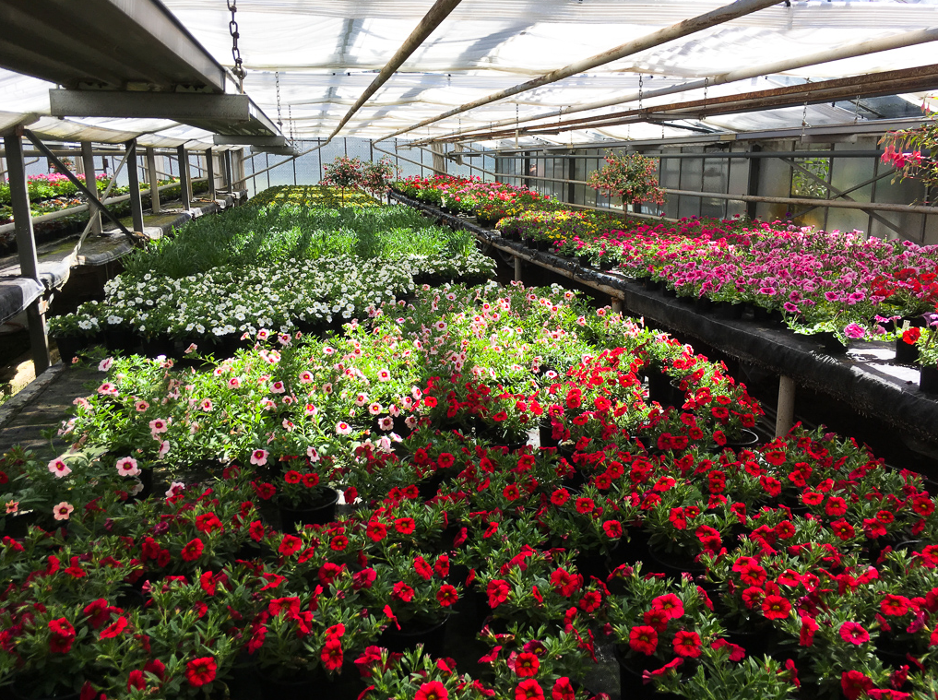 Geschwind Dietmar Gärtnerei Friedhofsgärtnerei Blumen, Müsgesauel in Schleiden