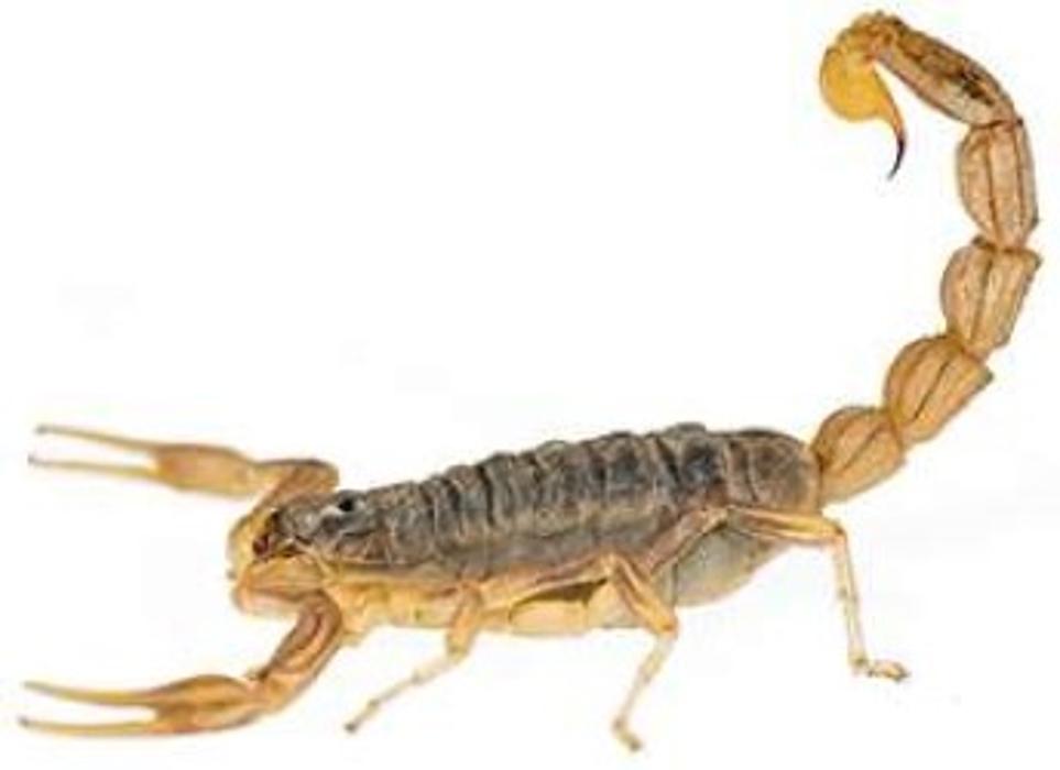 Lloyd Pest & Termite Control Image