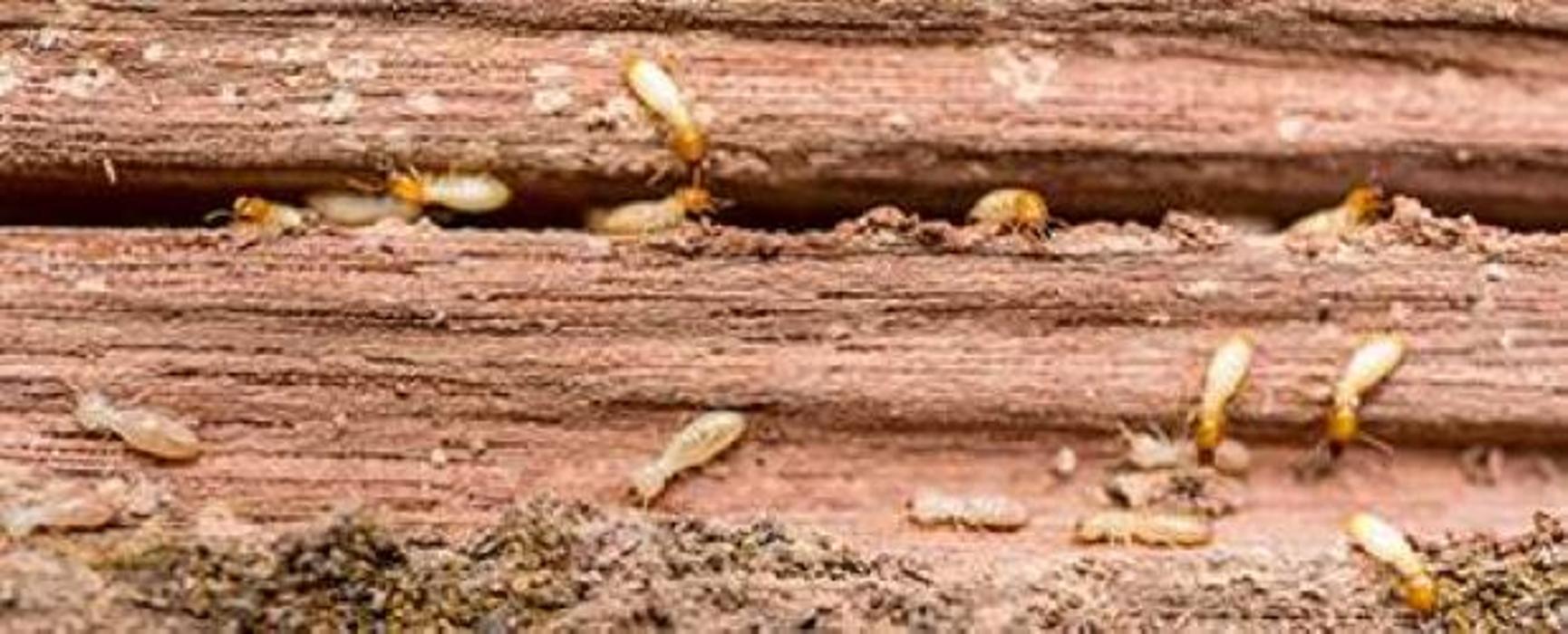 Lloyd Pest & Termite Control Image