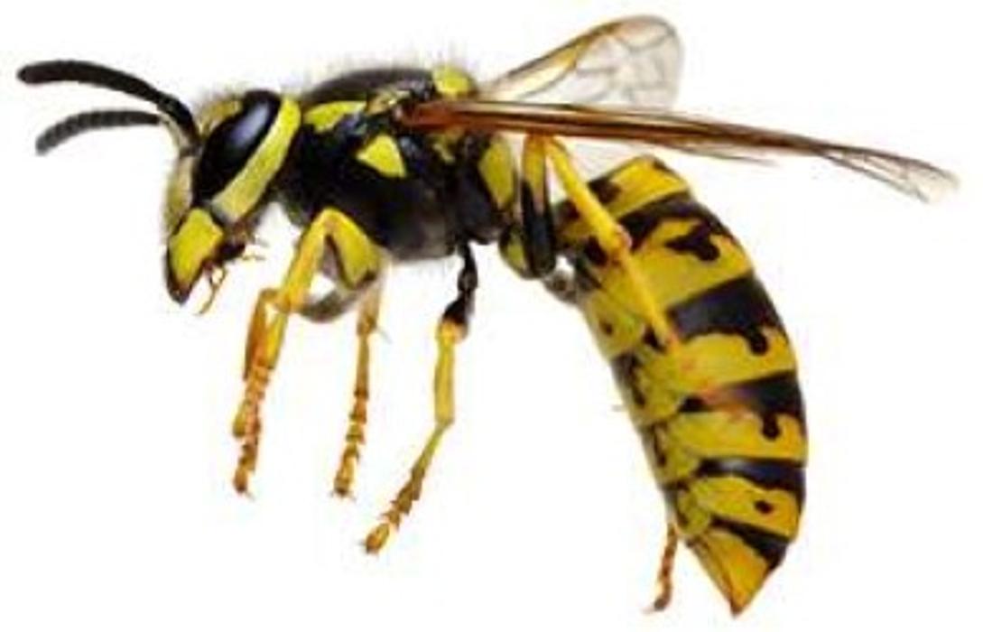 Lloyd Pest &amp; Termite Control Logo