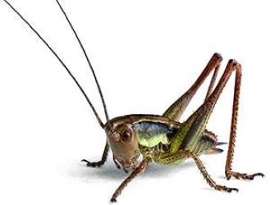 Lloyd Pest & Termite Control Image