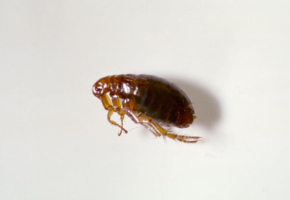 Lloyd Pest & Termite Control Image
