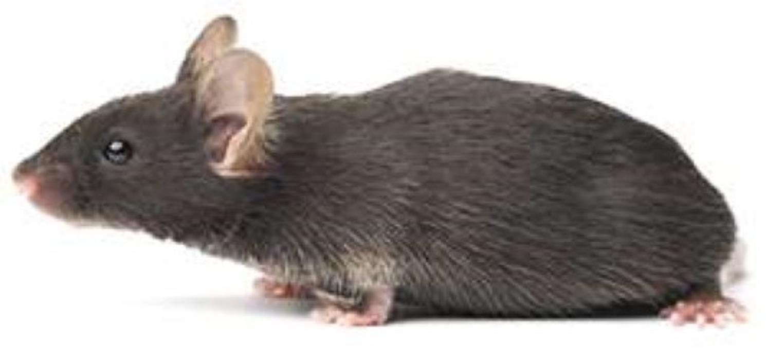 Lloyd Pest & Termite Control Image