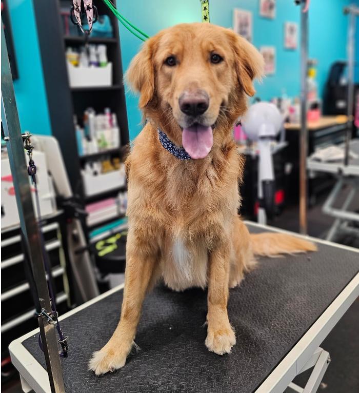 As the Fur Flies - North Austin Image