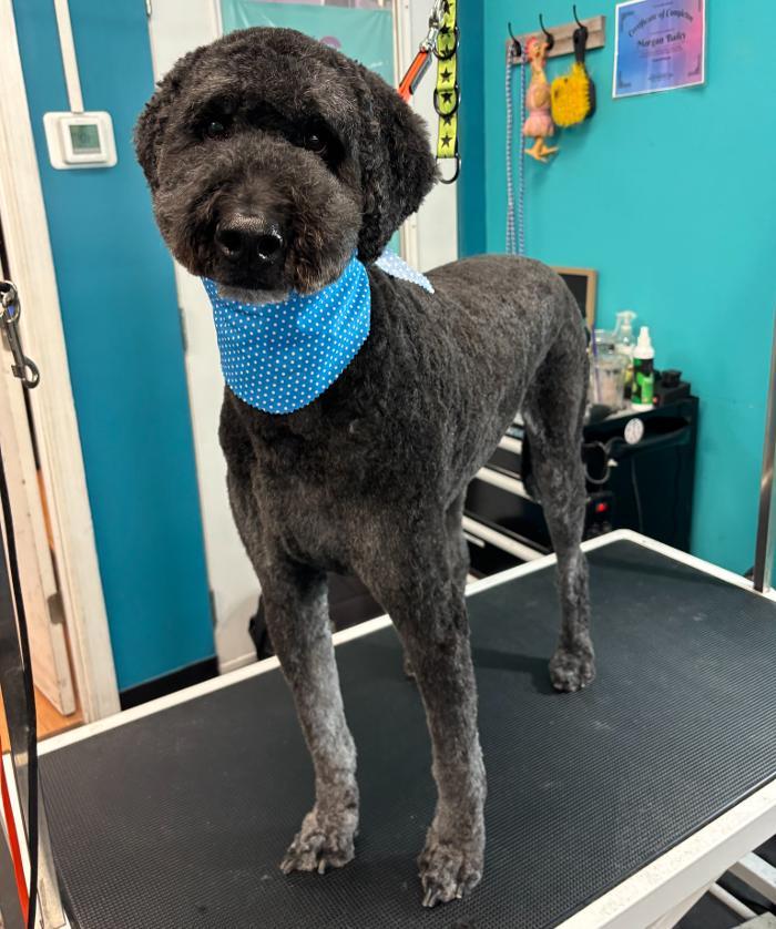 As the Fur Flies - North Austin Image