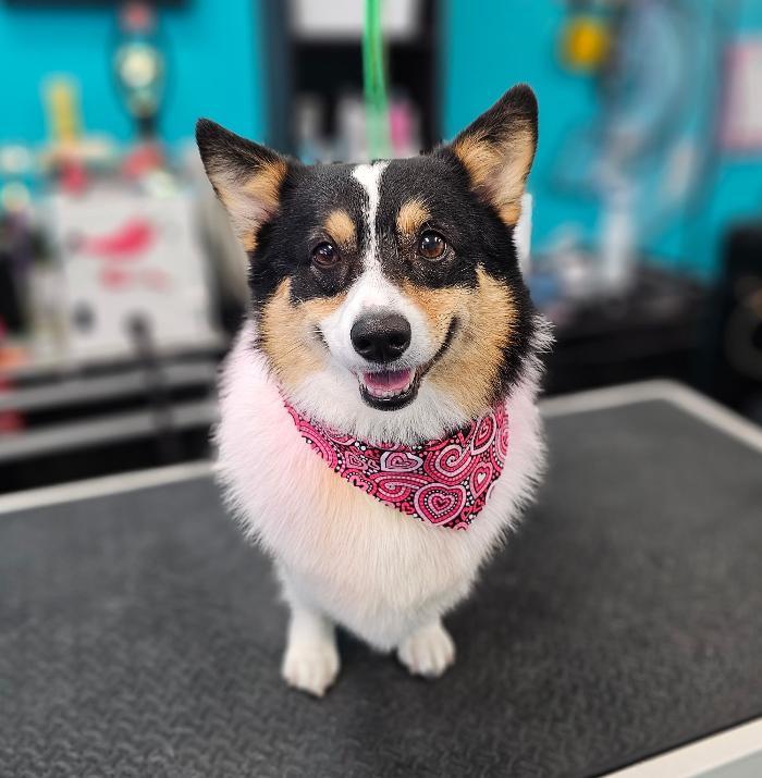 As the Fur Flies - North Austin Image