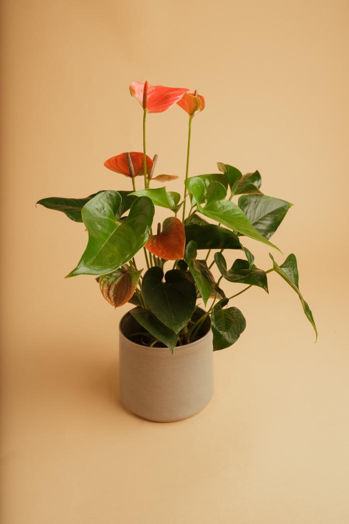 Blumen GRAN - Birgit Malner, Andritzer Reichsstraße in Graz