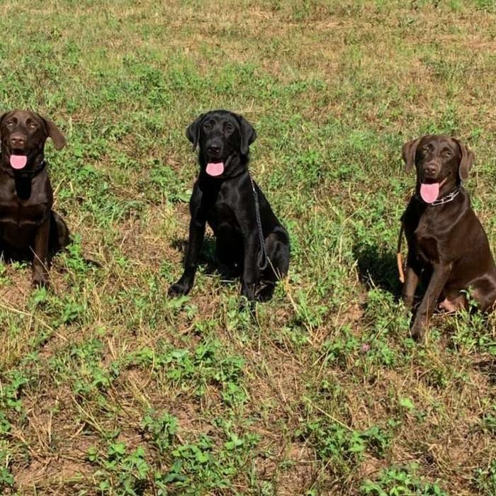 Midnight Retrievers LLC - Shreveport, LA