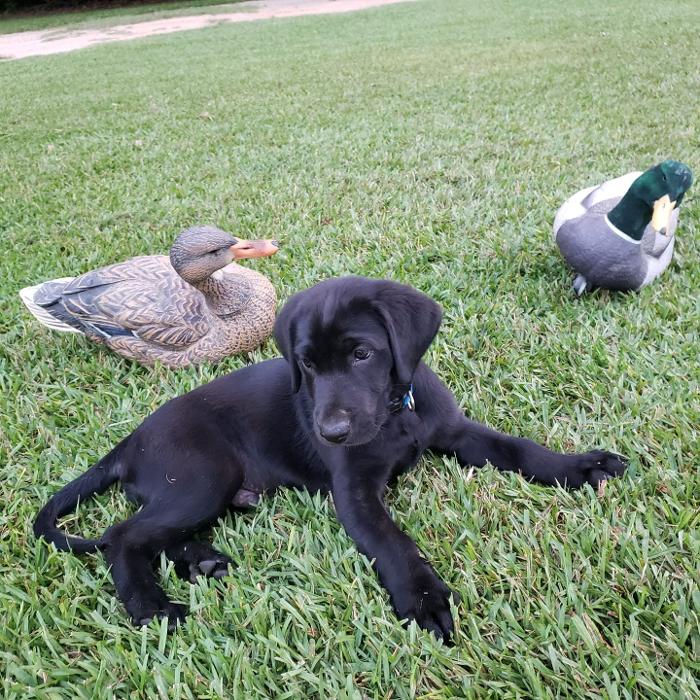Midnight Retrievers LLC - Shreveport, LA