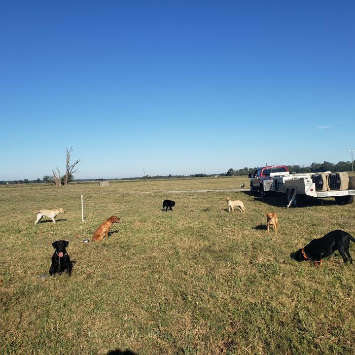 Midnight Retrievers LLC - Shreveport, LA
