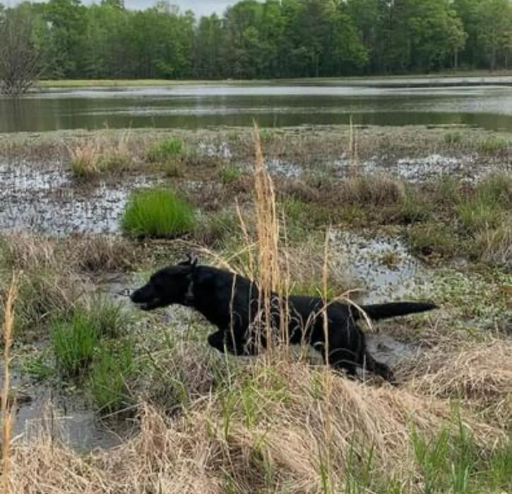 Midnight Retrievers LLC - Shreveport, LA
