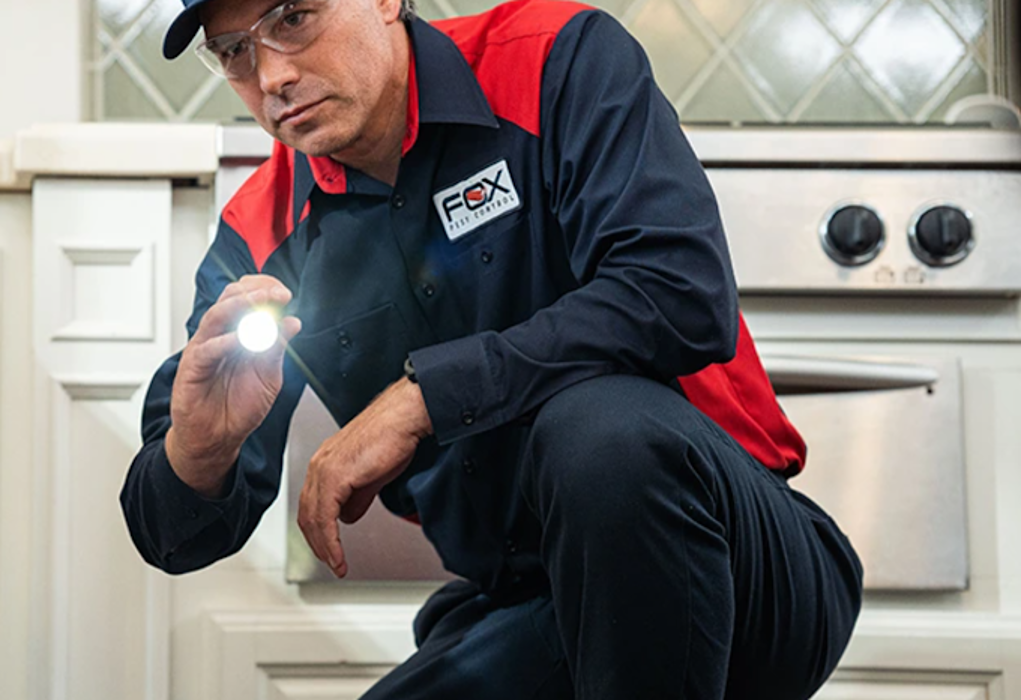 Fox Pest Control Worcester Image