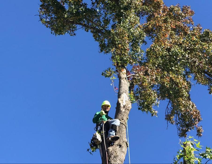 All Green Tree Service Image