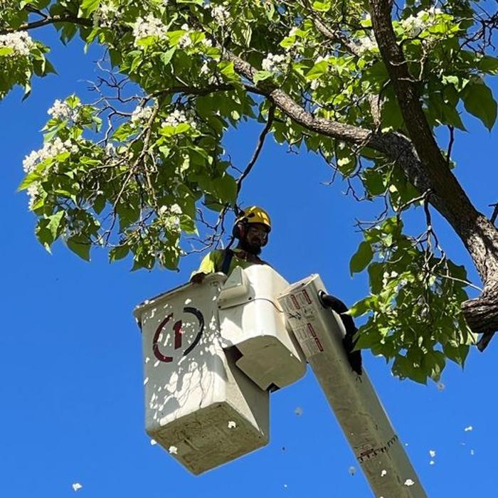 All Green Tree Service Image