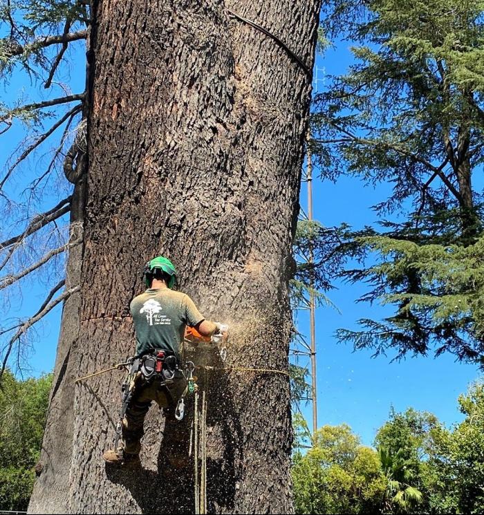 All Green Tree Service Image