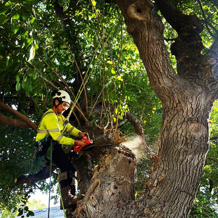 All Green Tree Service Image