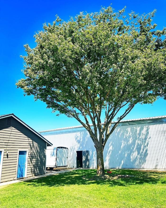 All Green Tree Service Image