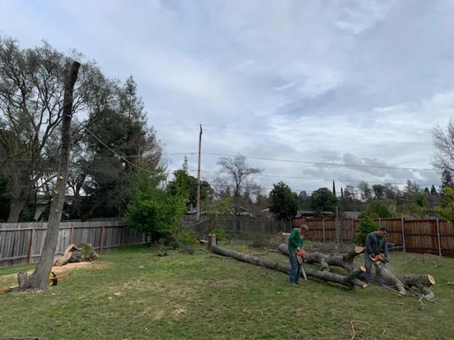 All Green Tree Service Image