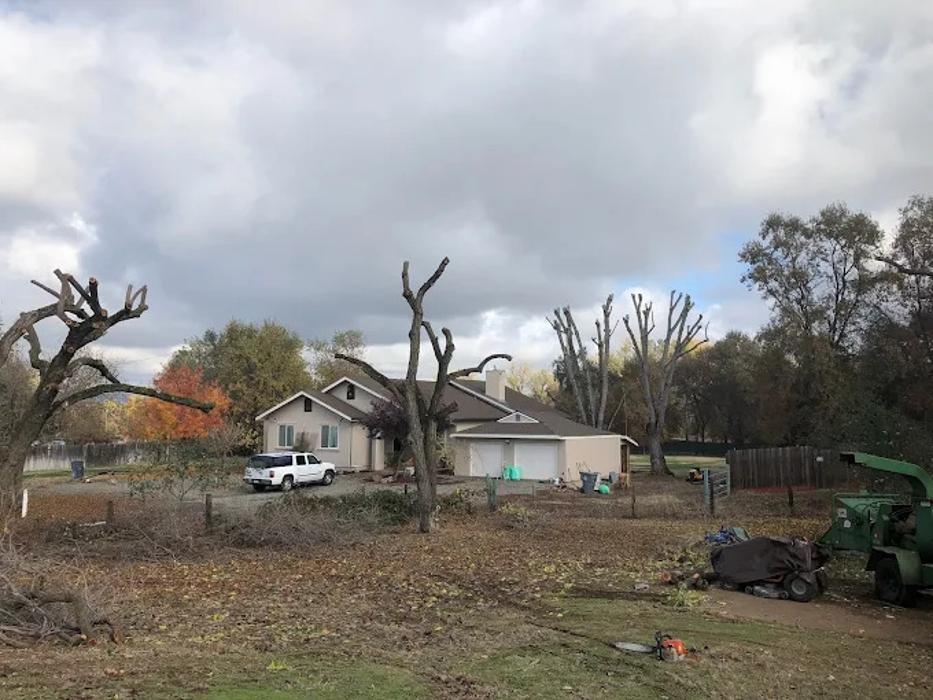 All Green Tree Service Image