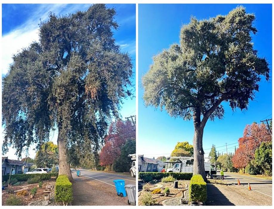 All Green Tree Service Image