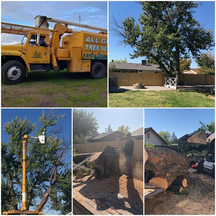 All Green Tree Service Image