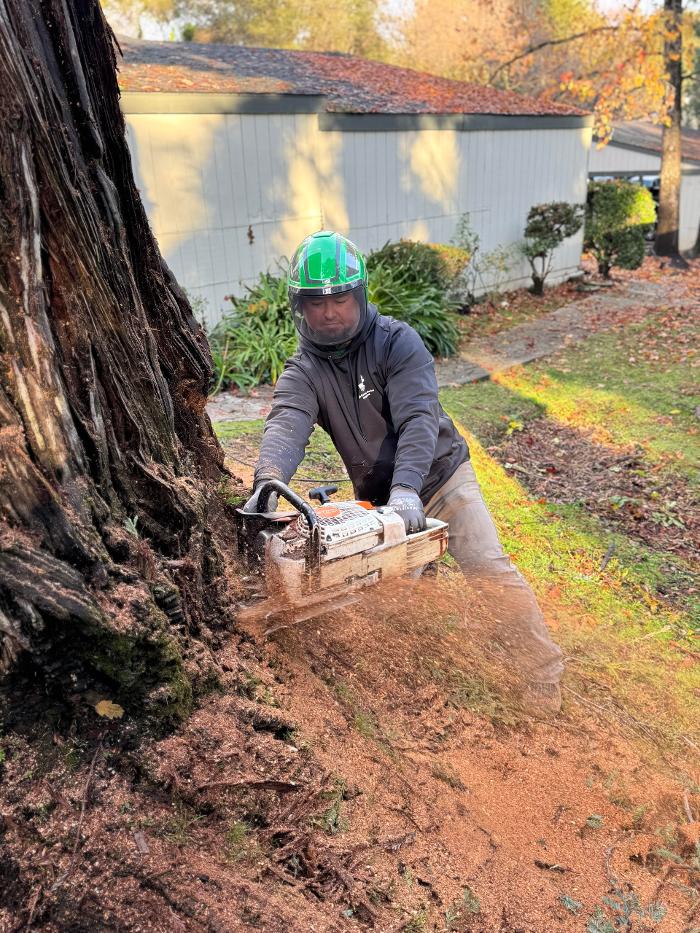 All Green Tree Service Image