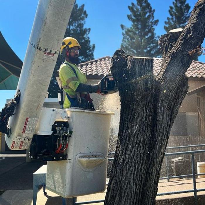 All Green Tree Service Image