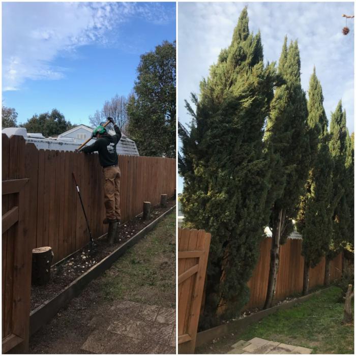 All Green Tree Service Image