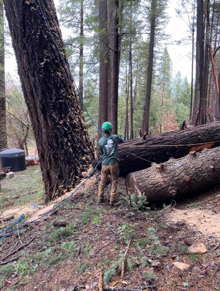 All Green Tree Service Image