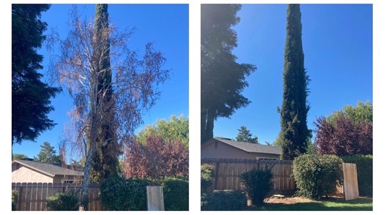 All Green Tree Service Image