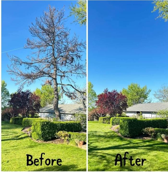 All Green Tree Service Image