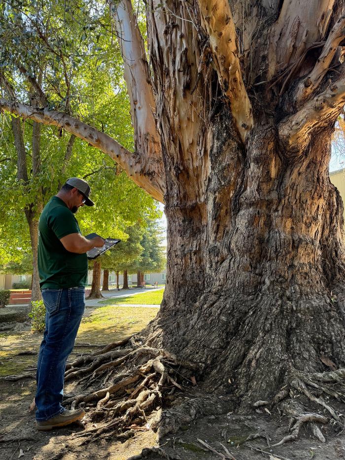 All Green Tree Service Image