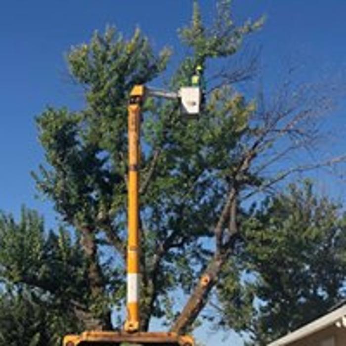 All Green Tree Service Image