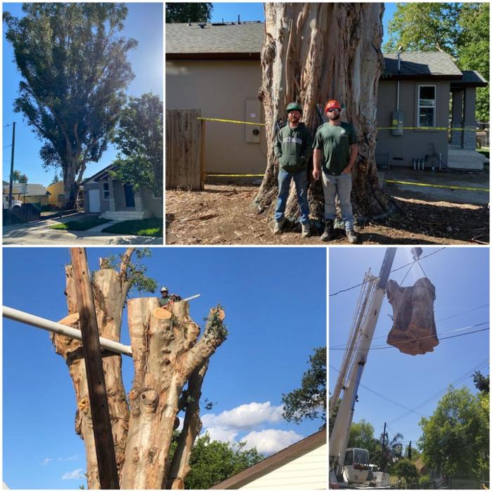 All Green Tree Service Image