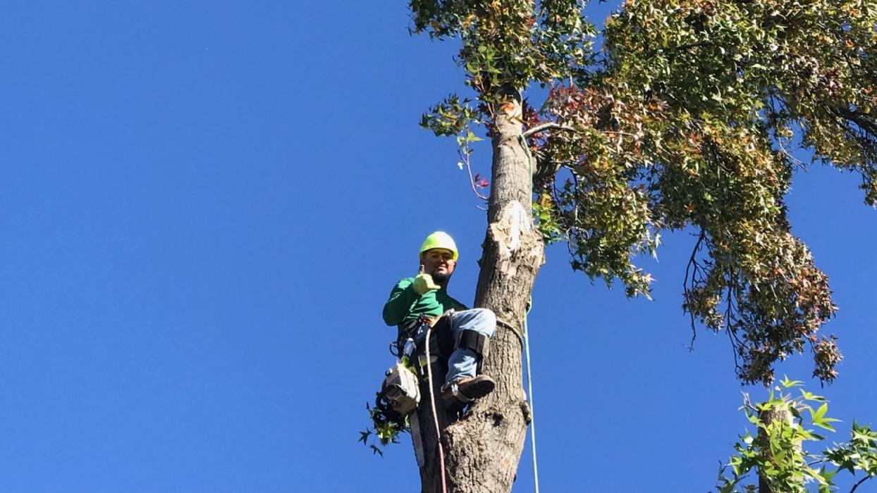 All Green Tree Service Image