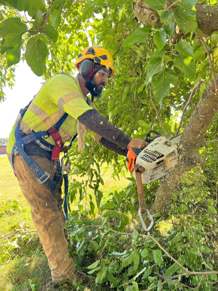 All Green Tree Service Image