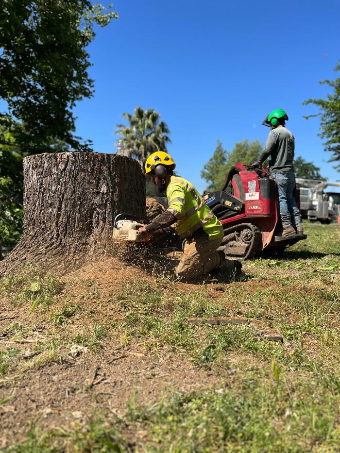 All Green Tree Service Image