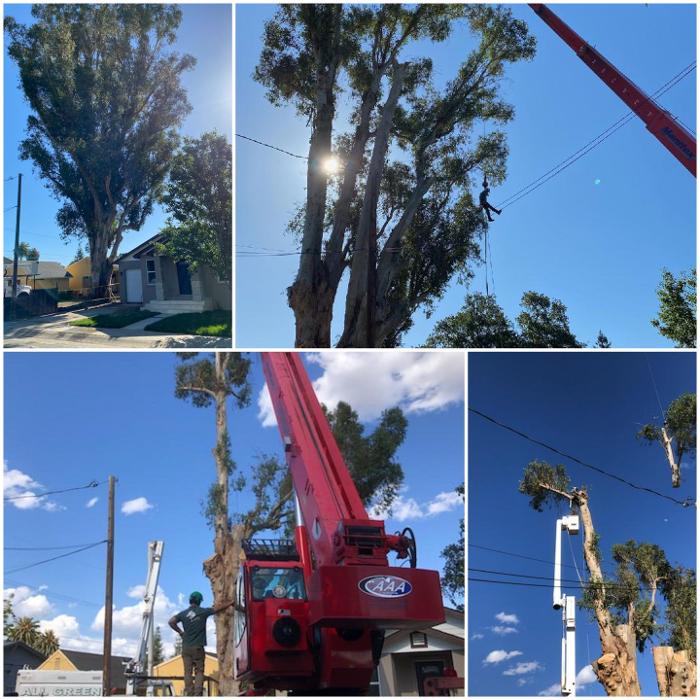 All Green Tree Service Image