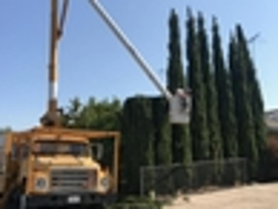 All Green Tree Service Image