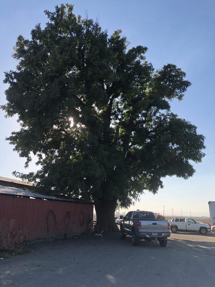 All Green Tree Service Image