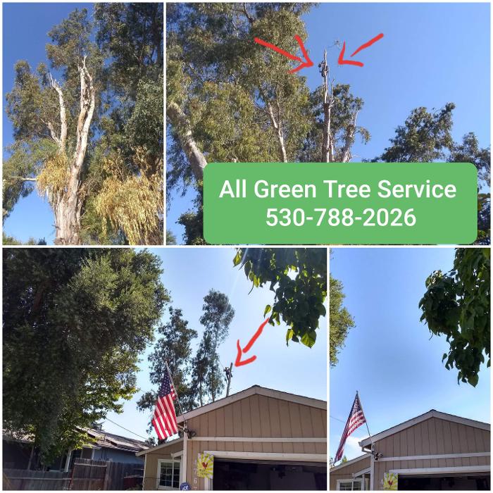 All Green Tree Service Image