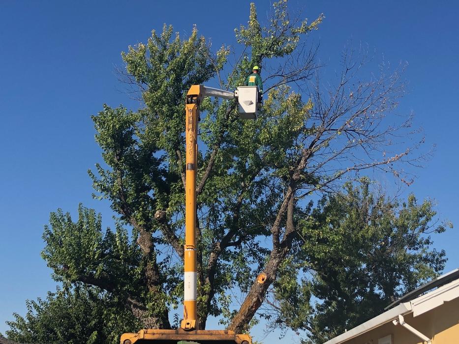 All Green Tree Service Image