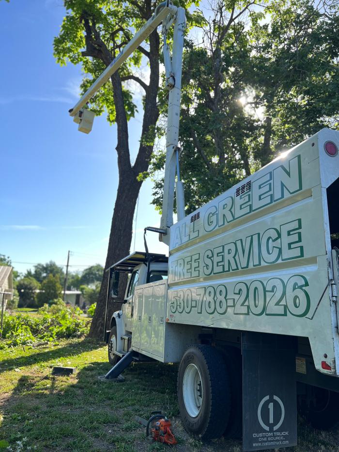 All Green Tree Service Image