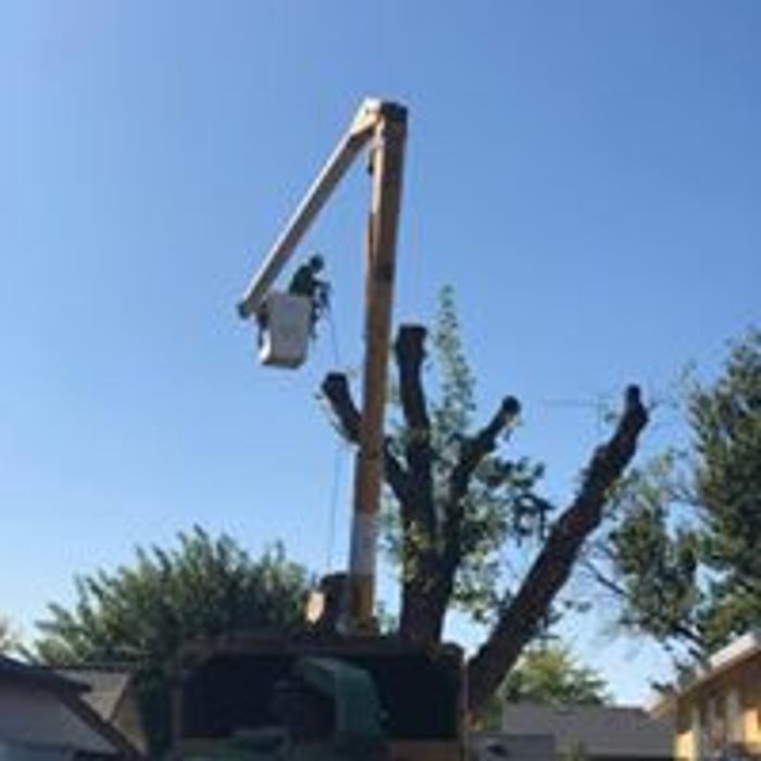 All Green Tree Service Image